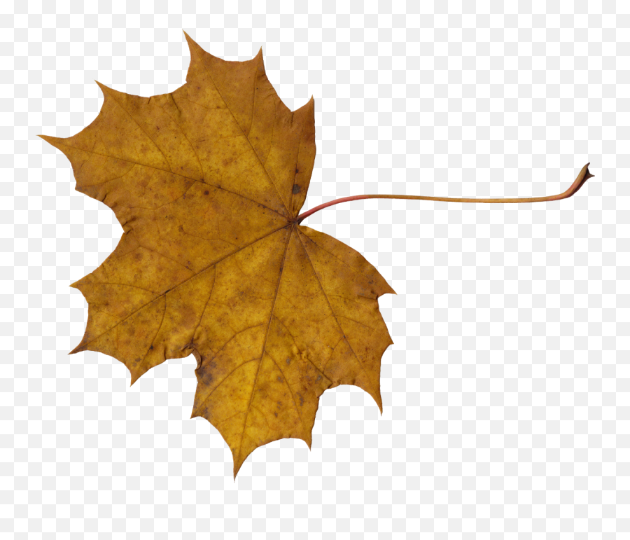 Download Png Leaves - Transparent Background Dry Leaf Png Emoji,Maple Leaf Emoticon