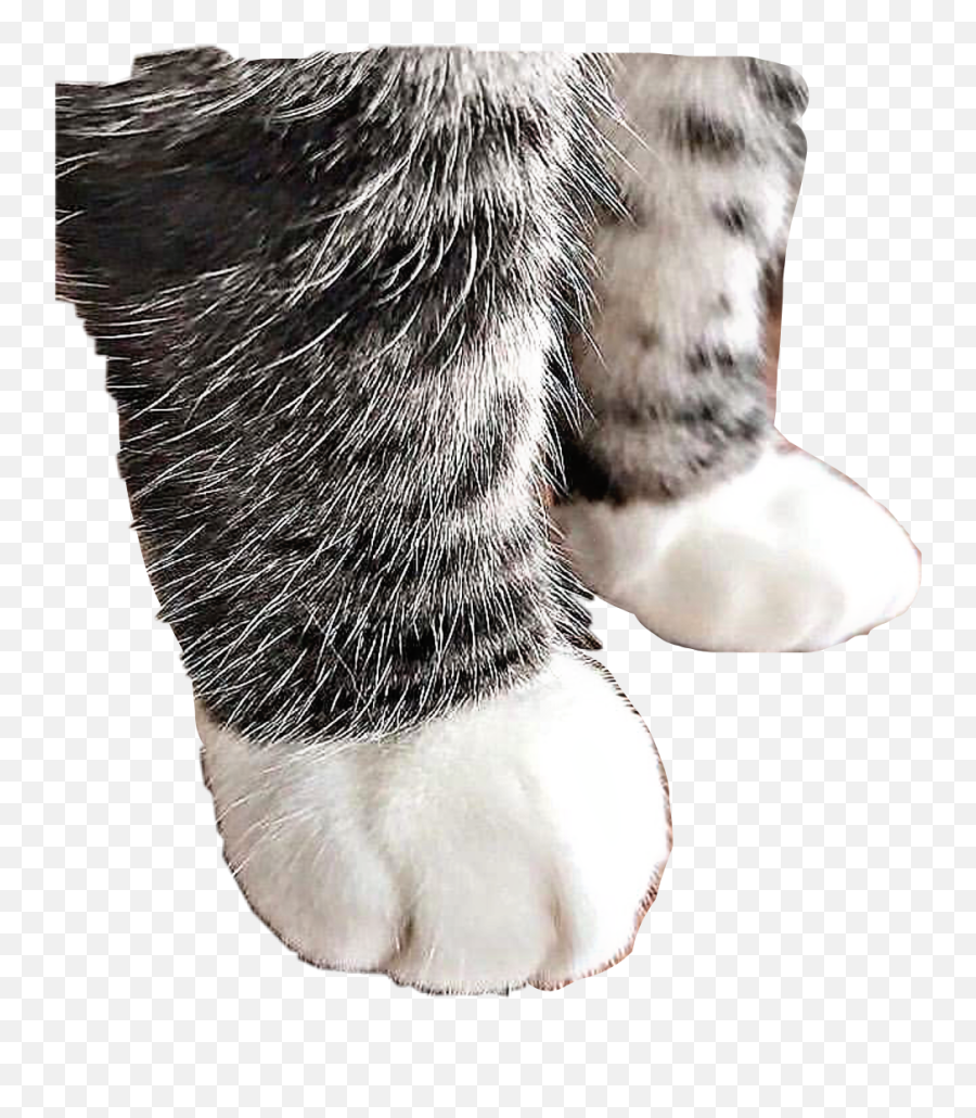 Cute Catpaws Cat Paws Sticker - Cat Emoji,Cat Paws Emoji