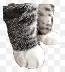 Cute Catpaws Cat Paws Sticker - Cat Emoji,Cat Paws Emoji