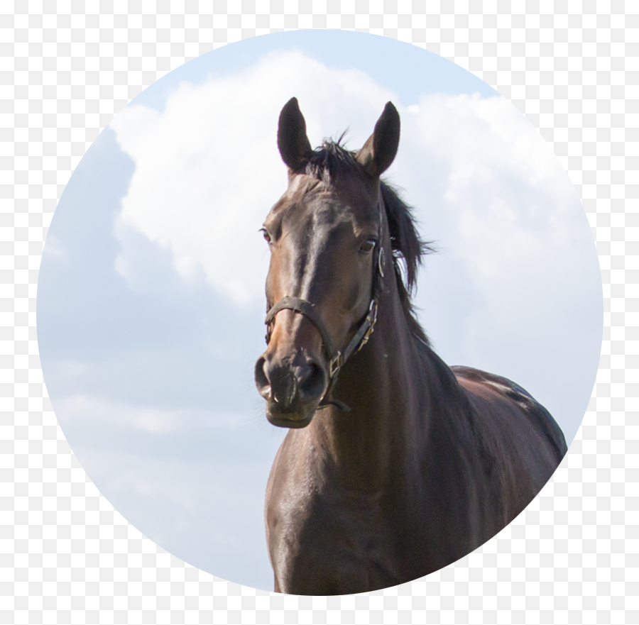 Coaching With Horses - Bridle Emoji,Horse Emotions