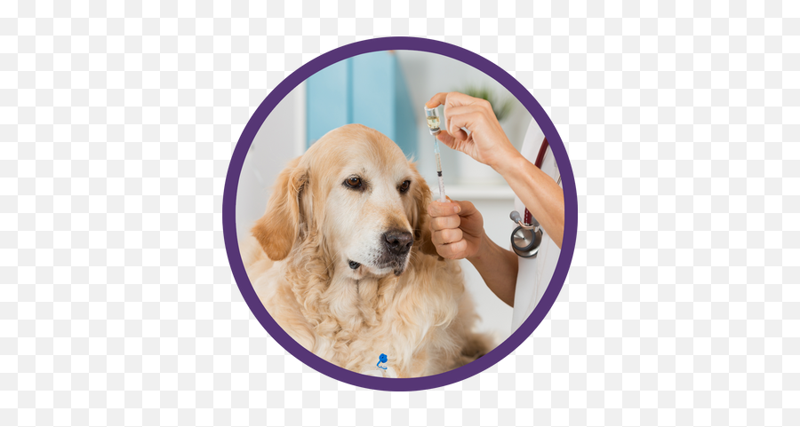 Our Careteam Taylorsville Veterinary Clinic - Vacunandolo El Veterinario A Un Perro Emoji,Emotions Dog Ears Shapes