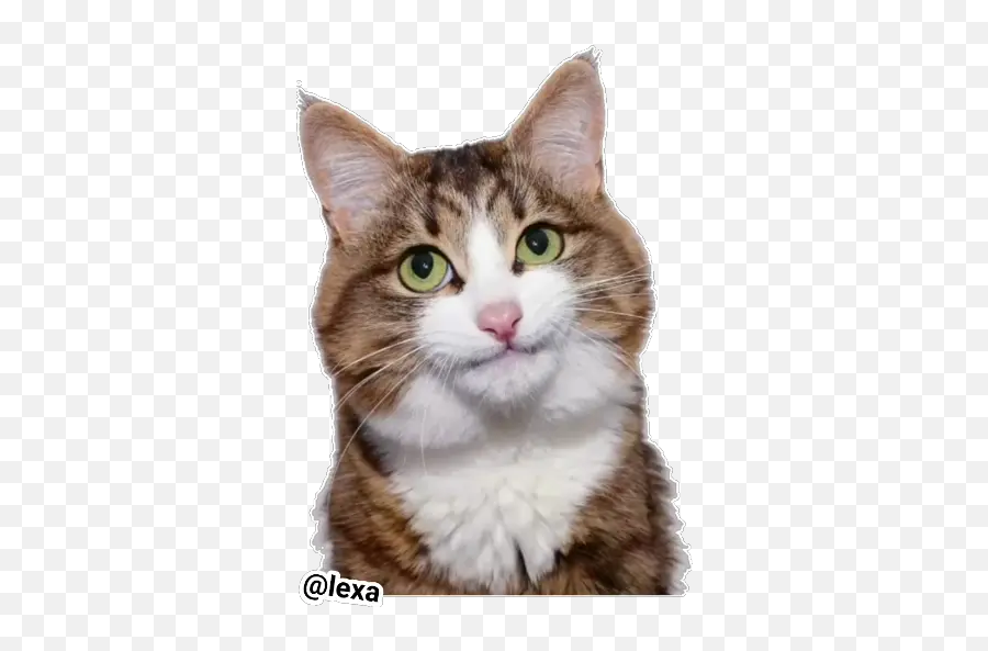 Sticker Maker - Cat Emoji,Cats Emotion Pictures