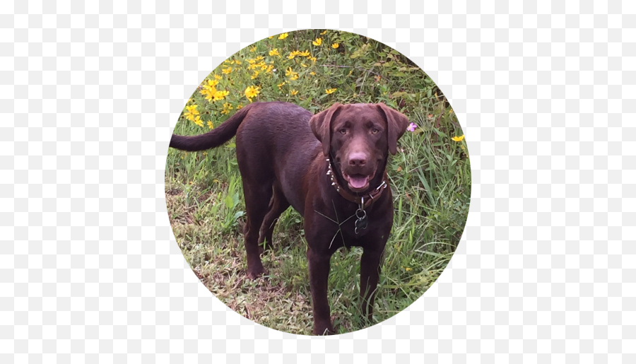 Pond Creek Labradors - Best Labrador Breeder In Southern Il Emoji,Send Your Friends Cute Cream Labrador Retriver Emojis