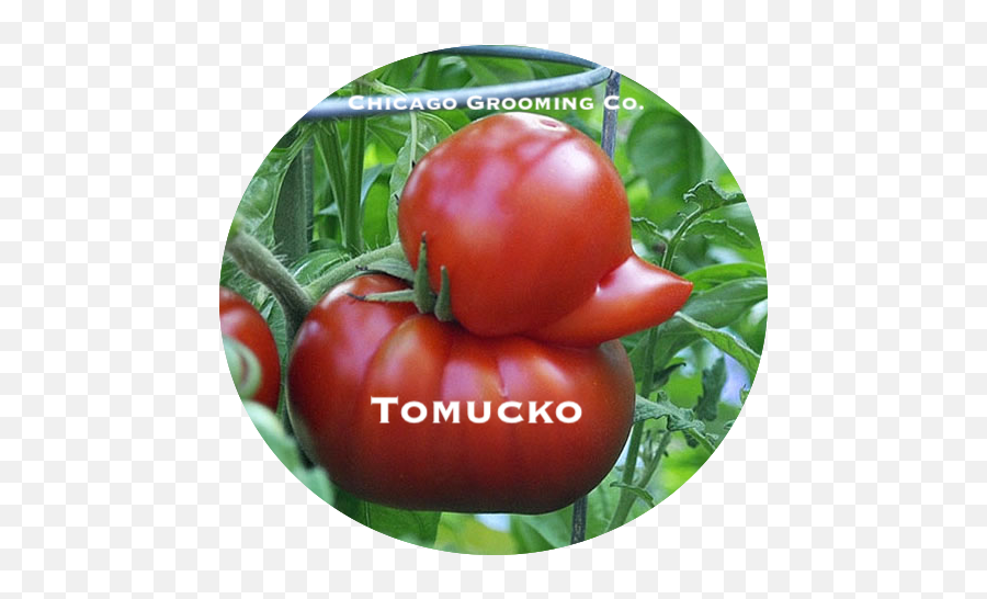 Mickey Cobra - Reddit Post And Comment Search Socialgrep Tomato Duck Emoji,Crips Emoji