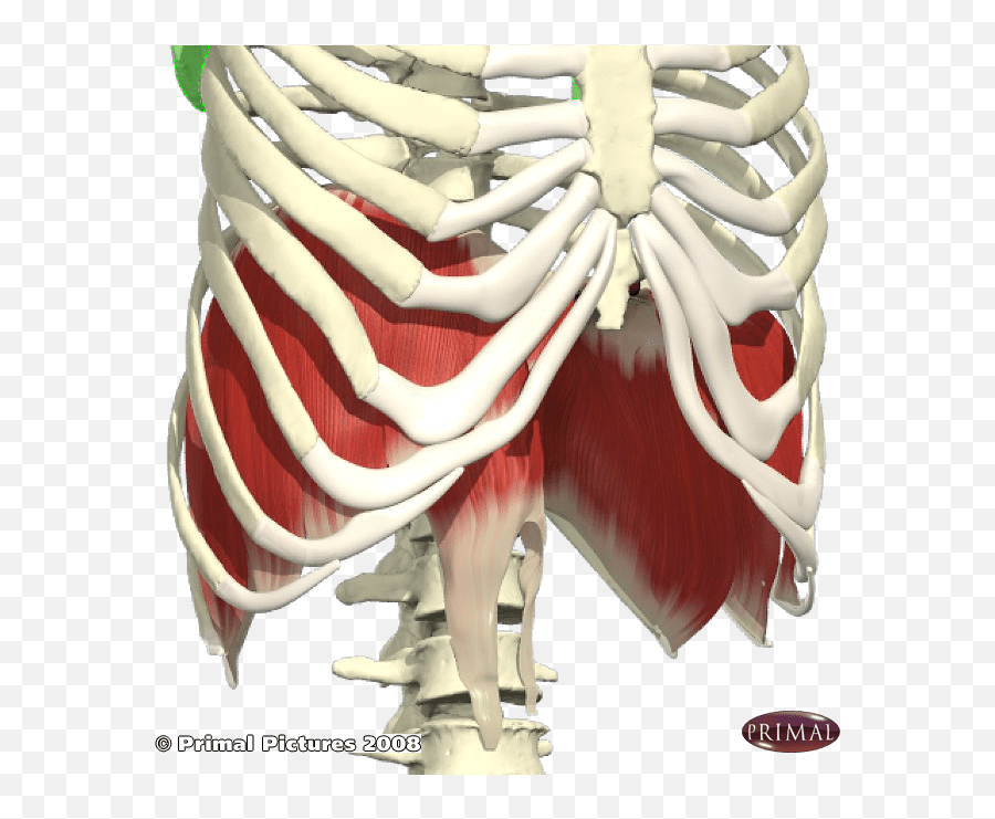 Chiropractor Blog - Rib Emoji,Emotions Of The Xyphoid Process