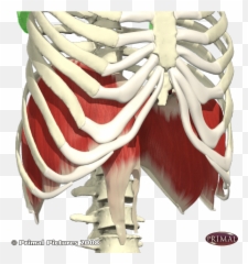 Chiropractor Blog - Rib Emoji,Emotions Of The Xyphoid Process