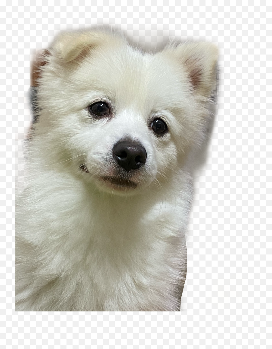 The Most Edited Doggos Picsart - Japanese Spitz Emoji,Eskimo Dancing Emojis