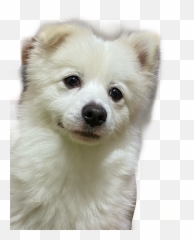 The Most Edited Doggos Picsart - Japanese Spitz Emoji,Eskimo Dancing Emojis