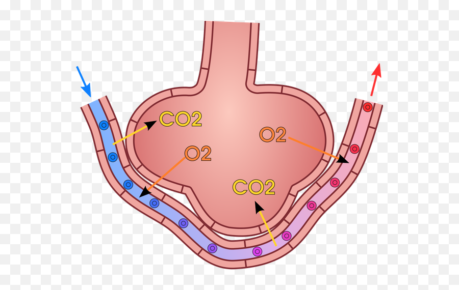 How To Prevent Myself From Getting Affected By The - Blank Gas Exchange Diagram Emoji,Swine Fever Emoji