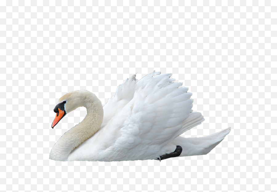 Swan Png Images Transparent Background Png Play Emoji,Swan Emoji