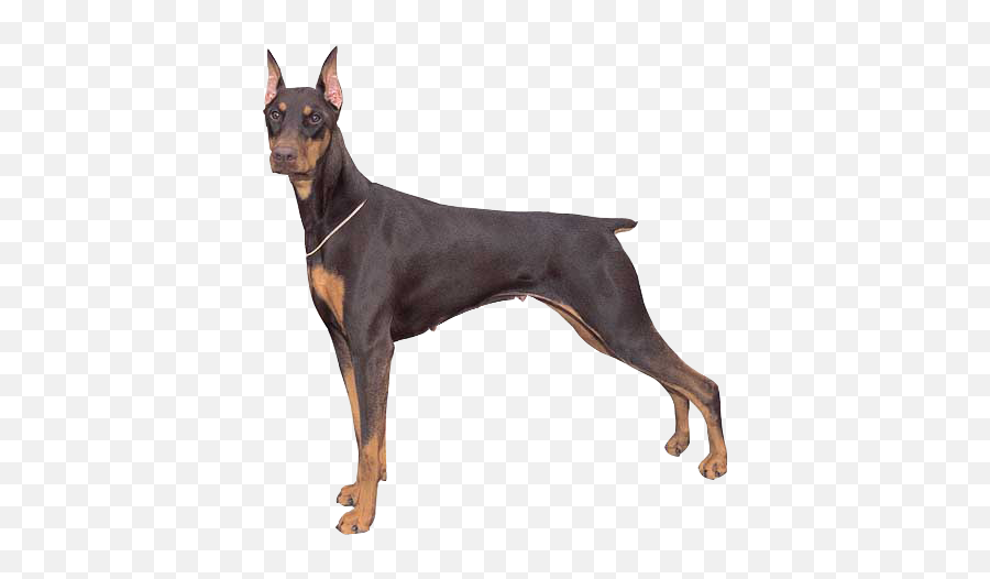 Gaurd Dog - Doberman Dog Emoji,Doberman Emoji