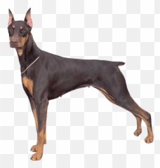 Gaurd Dog - Doberman Dog Emoji,Doberman Emoji