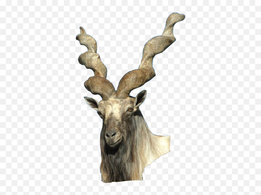 Discover Trending - Pak Army Markhor Logo Emoji,Goat Tea Emoji