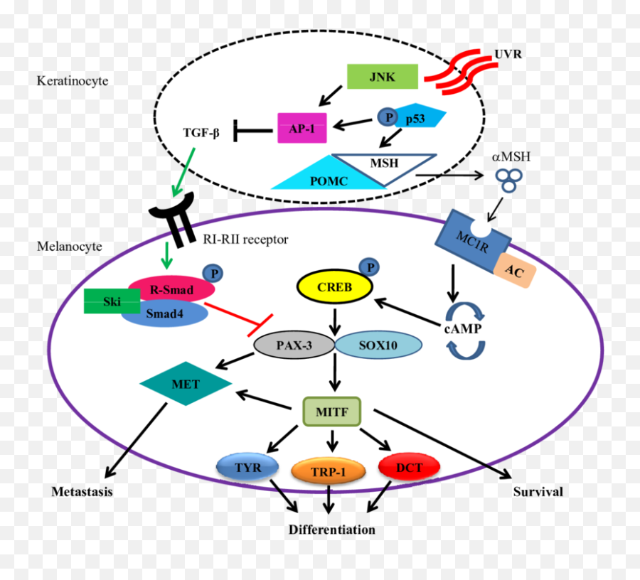 The Main Function Of Melanocytes Is To - Slidesharetrick Melanocyte Differentiation Emoji,Fetty Wap Emoji Copy And Paste