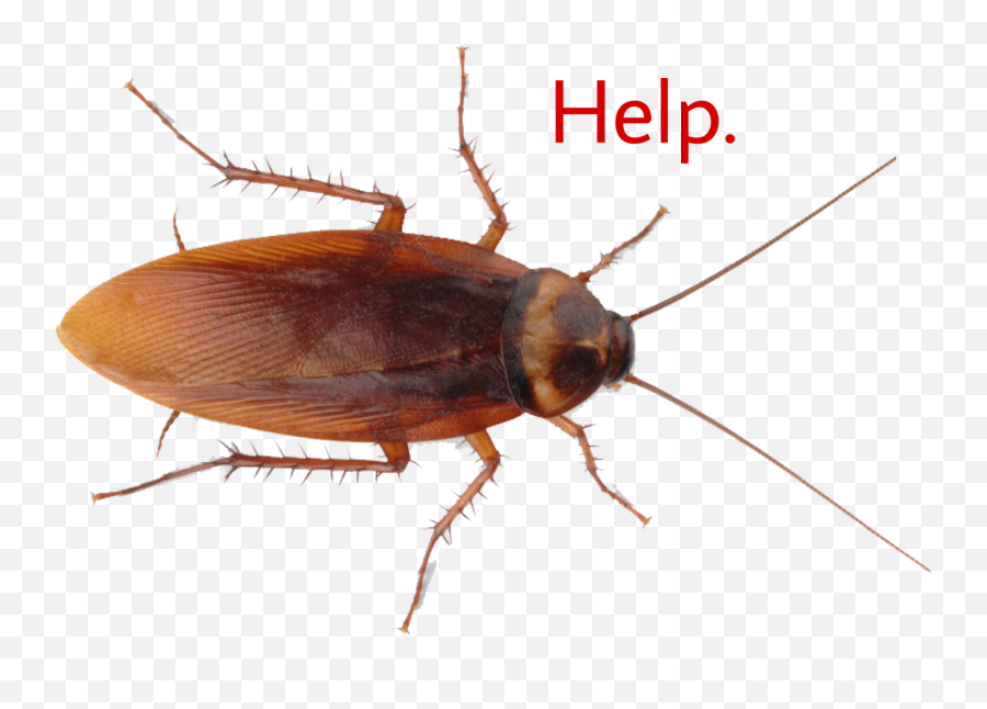 Roach Png Transparent Cartoon - Cockroach Transparent Background Png Emoji,Cockroach Emoji