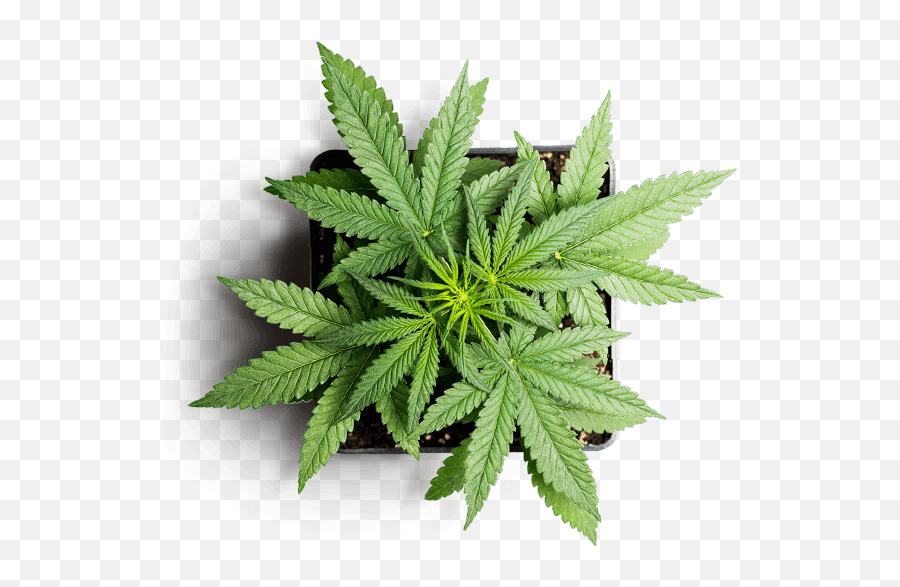 Qualifying Debilitating Conditions For Medical Marijuana - Cannabis Website Emoji,Marijuana Affects Your Emotions