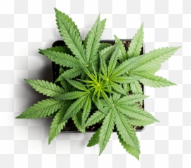 Qualifying Debilitating Conditions For Medical Marijuana - Cannabis Website Emoji,Marijuana Affects Your Emotions