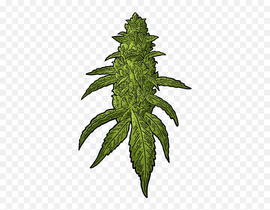 Transparent Weed Download - Buds Cannabis Vector Clipart Cartoon Marijuana Bud Emoji,Weed Emoji Android