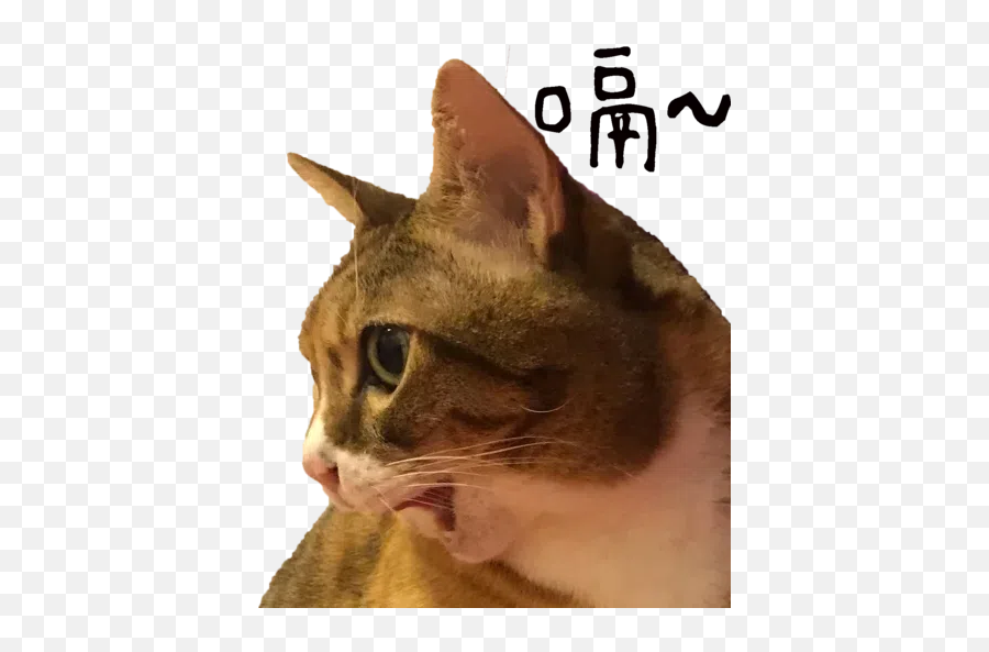 Cats Stickers For Whatsapp - Stickers Cloud Photo Caption Emoji,Cat Ear Emotions