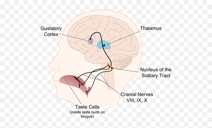 How Does Our Sense Of Taste Work - Nerve Pathways Of Taste Emoji,5 Tastes Tcm Emotions