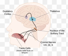 How Does Our Sense Of Taste Work - Nerve Pathways Of Taste Emoji,5 Tastes Tcm Emotions