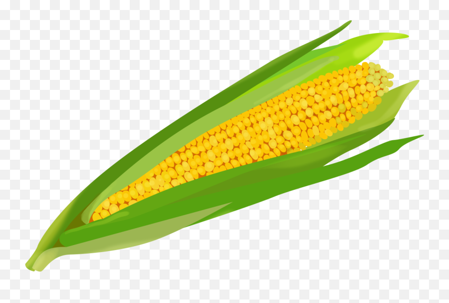 Buncee - Create Your Own Vegetable Garden Corn On The Cob Emoji,Corn Cob Emoji Shirt