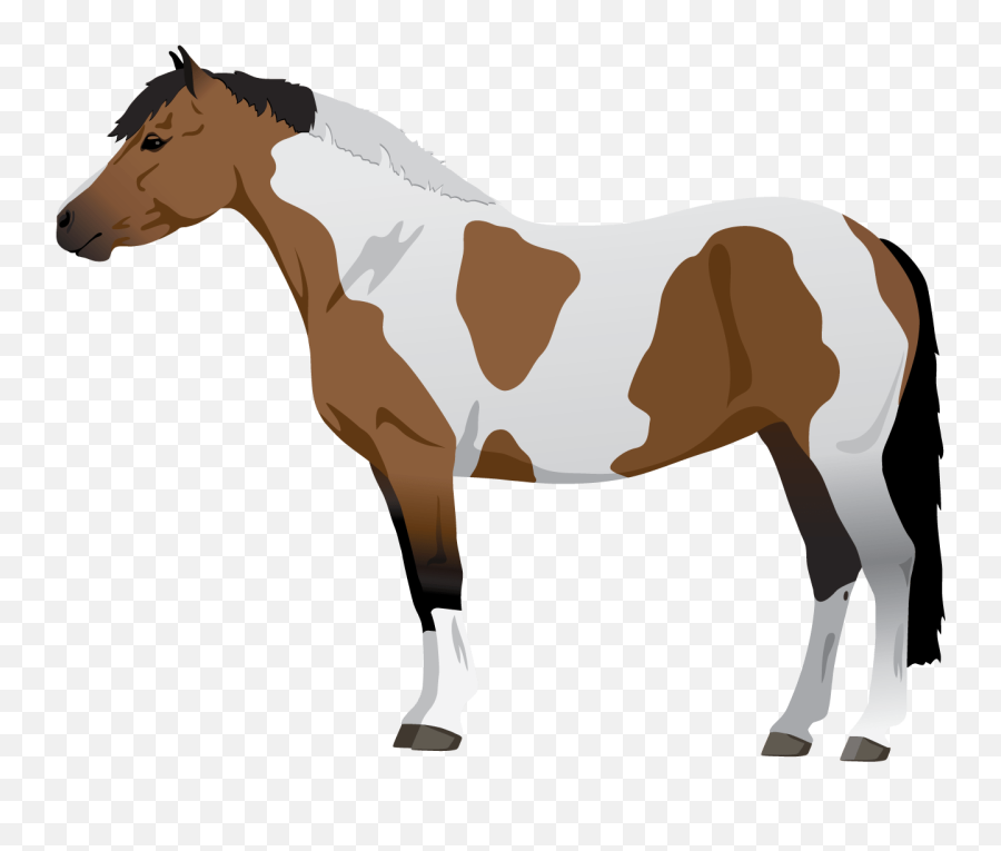 Learn About Horse Pony Coat Colors - Pinto Horse Png Emoji,Easy Emoji Horse