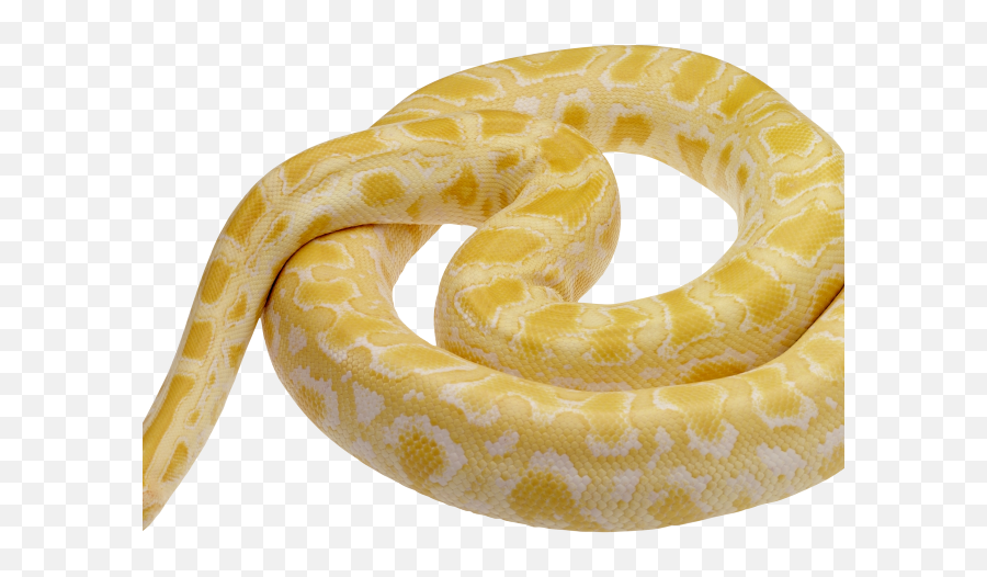 Download Hd Python Clipart Snake Tongue - Snake Png Emoji,Snakes With Emojis