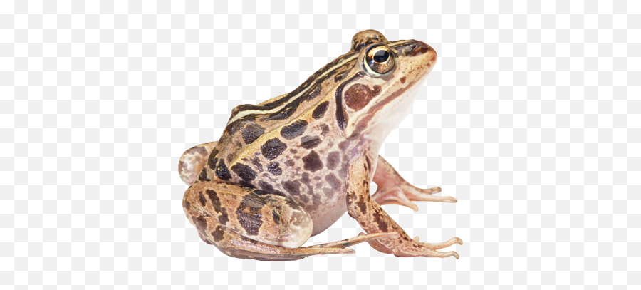 Png Images Frog 49png Snipstock Emoji,Emotion Ammo Frogs