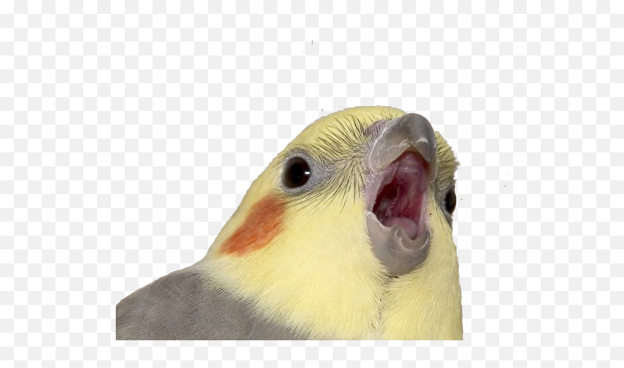 Ic - Artworkcritique Thread 4160196 Transparent Bird Meme Emoji,Cockatiel Emotions