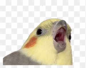 Ic - Artworkcritique Thread 4160196 Transparent Bird Meme Emoji,Cockatiel Emotions
