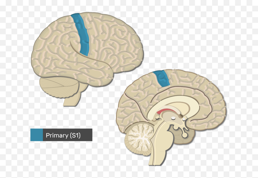 Neuralink And The Brains Magical - Visual Cortex Location Emoji,The Brain A Secret History Emotions