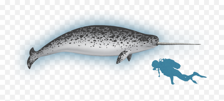 Narwhal Clipart Narwhal Whale Picture 1720436 Narwhal - Narwhal Emoji,Narwal Emoji