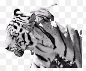 Kundalini Yoga Júlia Gábor - Bengal Tiger Emoji,Icona Milano Emotion Allowed Mascara