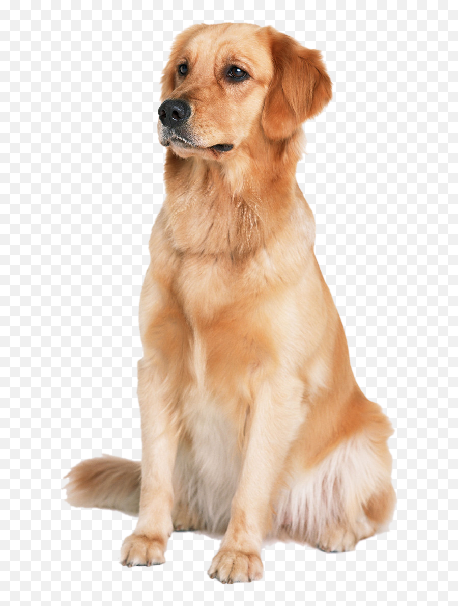 Download Golden Labrador Dog Cat Puppy - Dog Images Hd Png Emoji,Happy Birthday Emoticons With Labrador Retriever