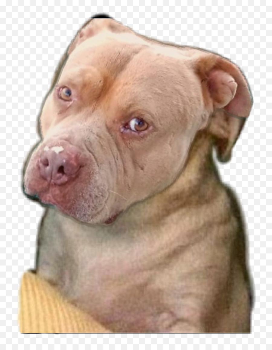 Pitbull Sticker - Pit Bull Emoji,Pitbull Emoji