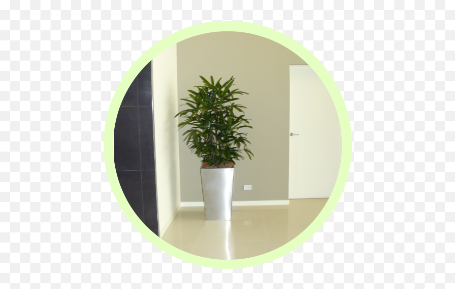 Corporate Plant Hire Queensland - For Indoor Emoji,Green And Plants Indoor Effect On Human Emotion