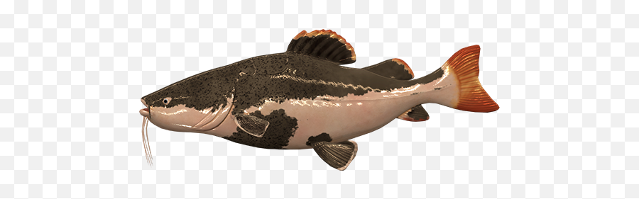 Welcome To The River Marron Bolivia - General Discussion Redtail Catfish Fishing Planet Emoji,Fishing Emoticons Free
