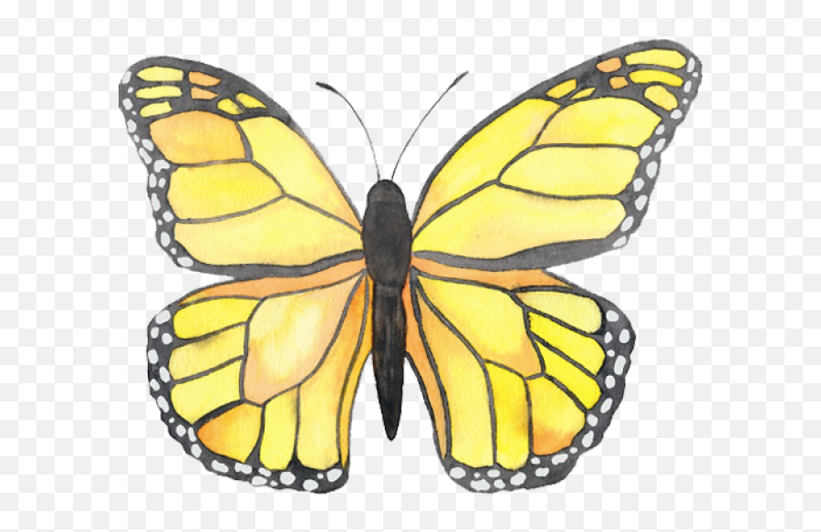 Green Butterfly Png - Photo 480 Free Png Download Image Yellow Vsco Sticker Png Emoji,Purplebutterfly Emojis
