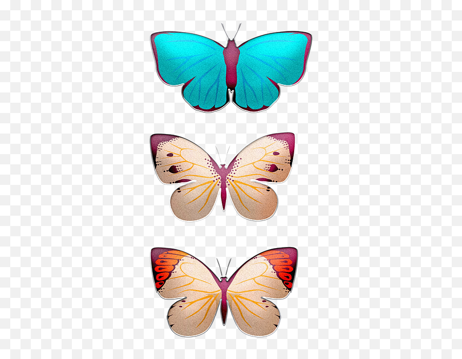 Free Photo Insects Set Butterflies Set Of Butterflies Wings Emoji,Emotions Iceburg