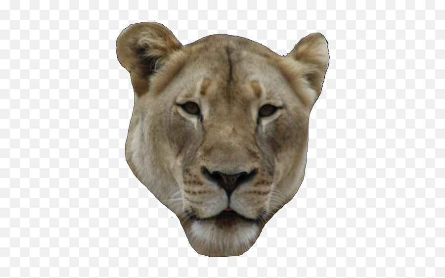 Categorycontestants Object Shows Community Fandom Emoji,Lion Emoji Pillow