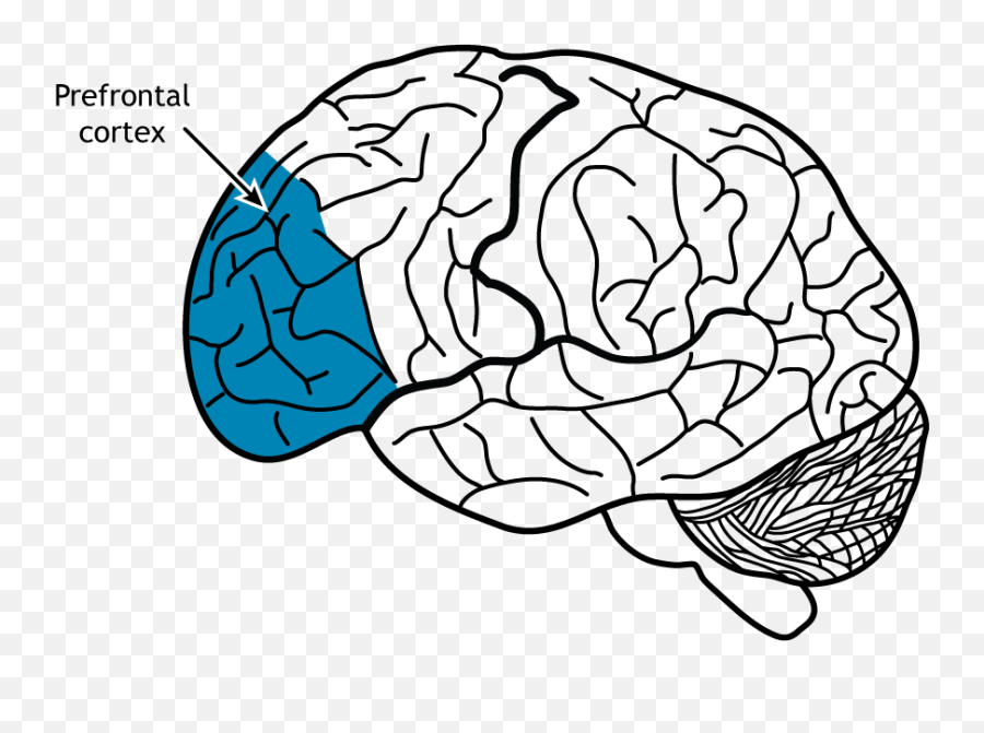 Neural Control Of Stress U2013 Foundations Of Neuroscience Emoji,Autonomic Emotion Video