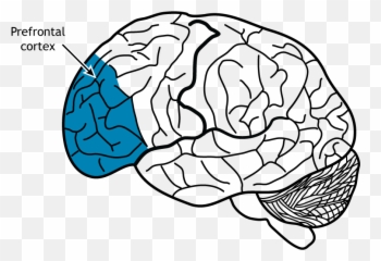 Neural Control Of Stress U2013 Foundations Of Neuroscience Emoji,Autonomic Emotion Video