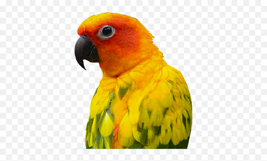 Bird Owner Resources - Association Of Avian Veterinarians Sun Conure Emoji,Cockatiel Emotions