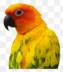 Bird Owner Resources - Association Of Avian Veterinarians Sun Conure Emoji,Cockatiel Emotions