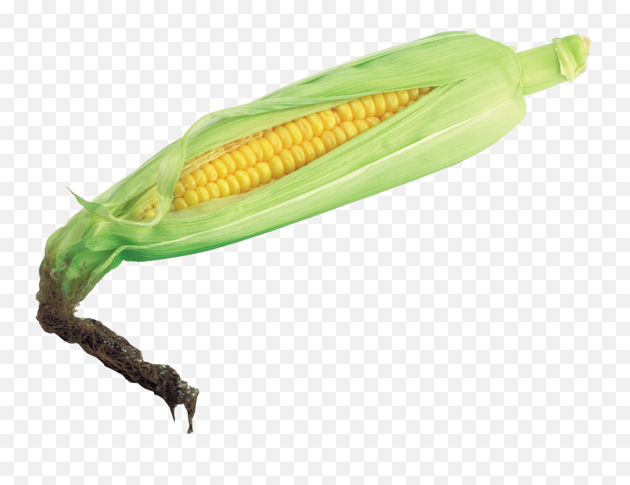 Corn Image On Transparent Background - Clip Art Library Corn Transparent Background Emoji,Corn Cob Emoji