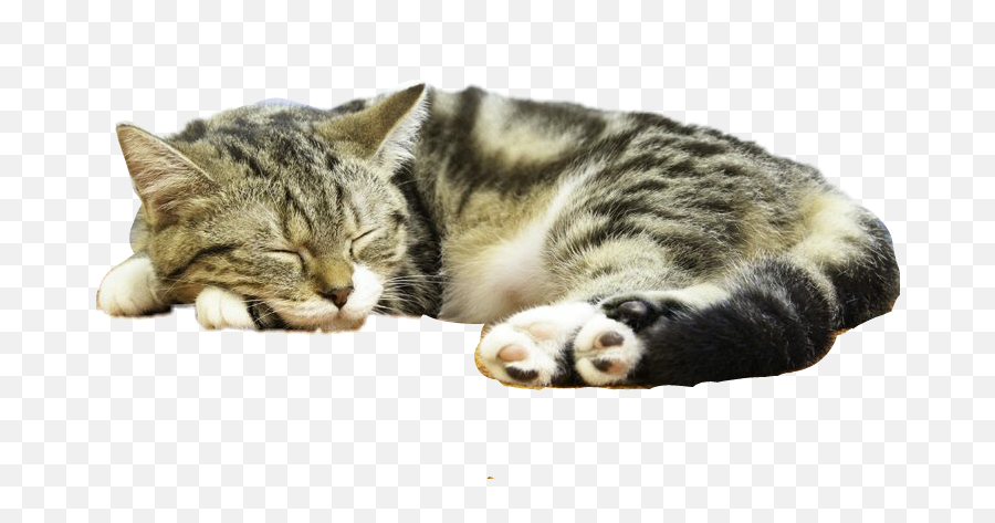 The Most Edited - Cat Emoji,Laying Down Cat Emoji