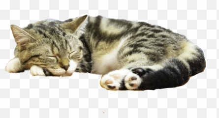 The Most Edited - Cat Emoji,Laying Down Cat Emoji