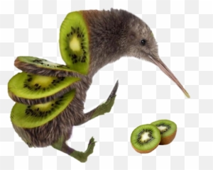 Kiwi Bird Kiwibird Birdkiwi Sticker - You Can T Name A Single Thing Emoji,Kiwi Bird Emoji
