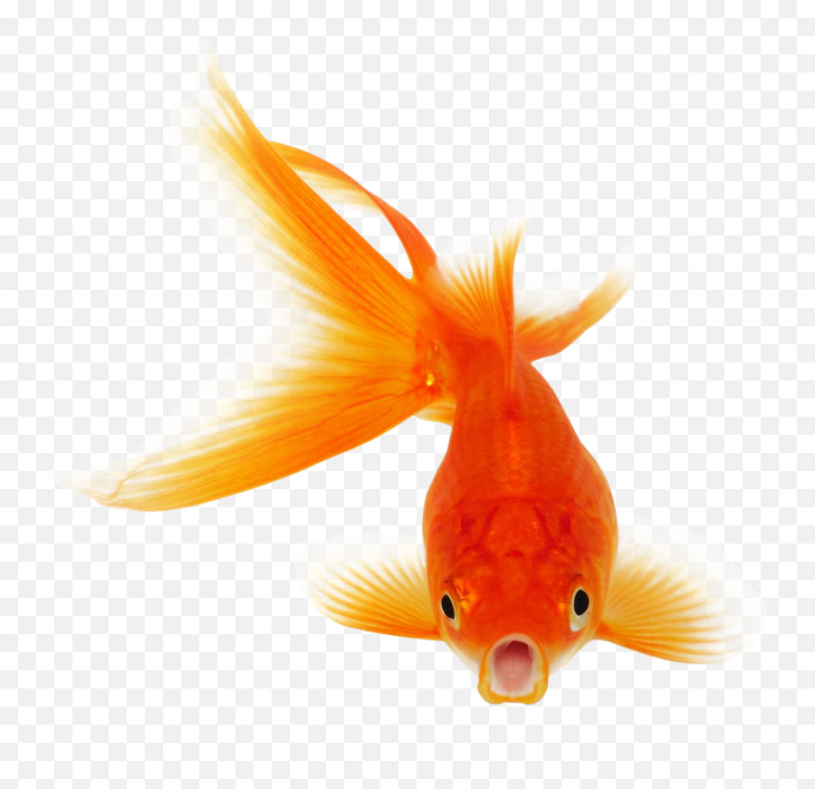 Download Png Fish Png U0026 Gif Base - Real Fish Png Emoji,Man Fishing Emoji
